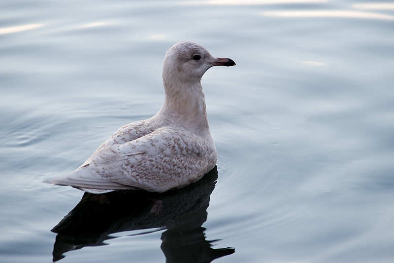 Grønnlandsmåke - Iceland gull (Larus glauciodes) 2k.jpg